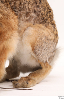 Hare  1 leg 0020.jpg